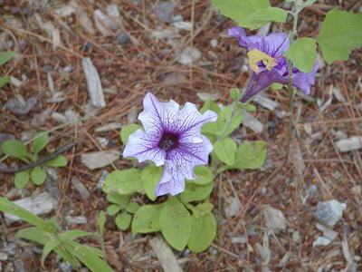 Petunia that reseeded itself from last year