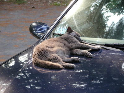 Those lazy, hazy cat days of August