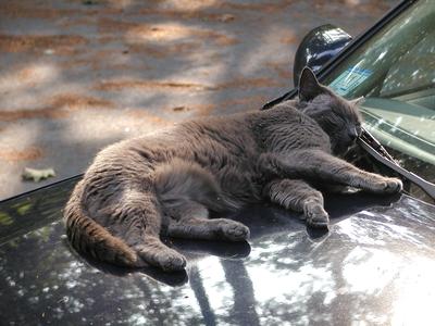 Those lazy, hazy cat days of August #2