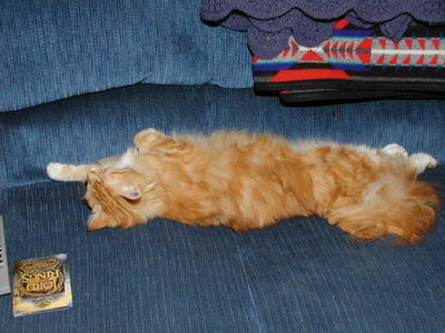 Lets see if one cat can occupy the whole couch