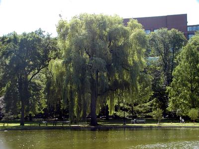 Willow tree