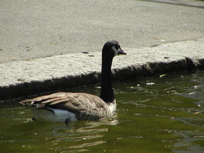 Goose #2