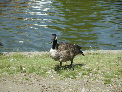 Goose #3
