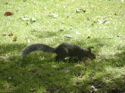 Squirrel