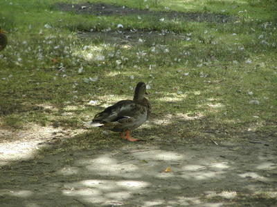 All of that down didn't come from me!