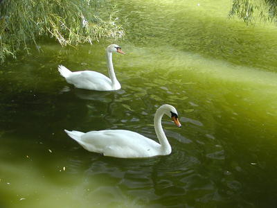 Swans
