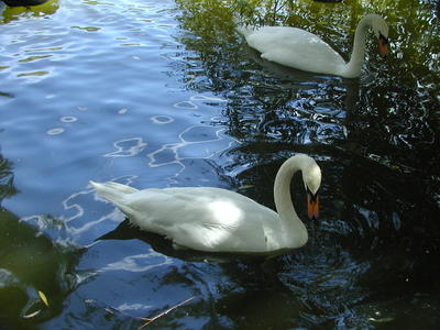 Swans #3