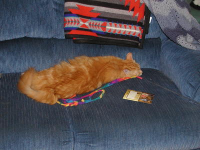 My favorite kitty toy