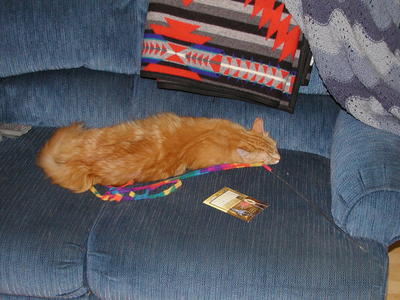 My favorite kitty toy #2