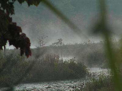 Early morning mist #4