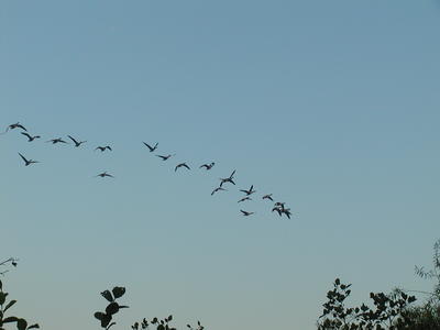 Canadian Geese