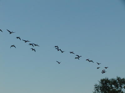 Canadian Geese #2