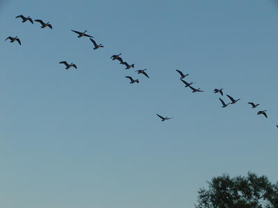 Canadian Geese #3