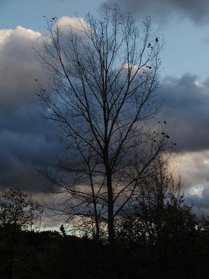 Cloudy tree