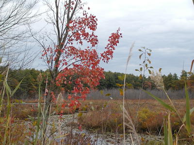 Fall over Bennets Brook