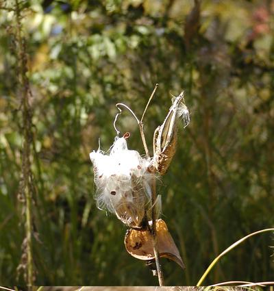 Milkweed