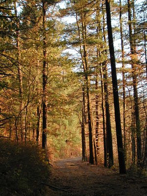 Fall near Spectacle Pond