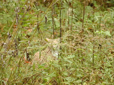 Can you spot the cat?