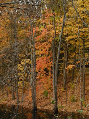 Fall in Littleton #4