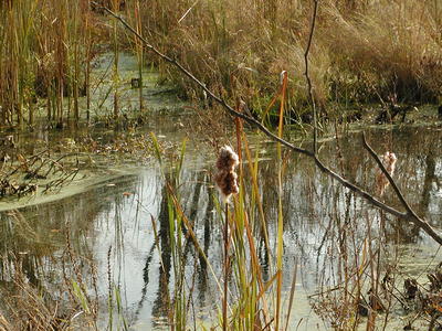Cattail