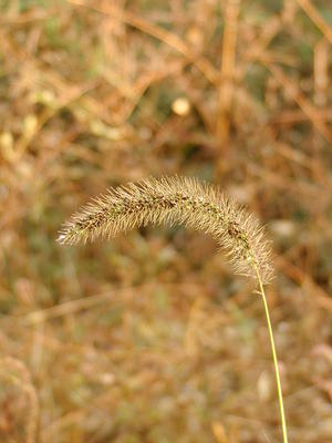 Plant closeup