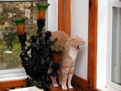 What lovely teeth you have