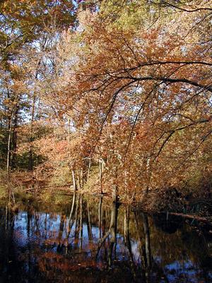 Fall on Spectacle Pond #6