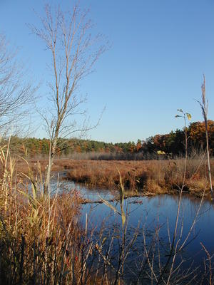 Bennetts Brook in Fall