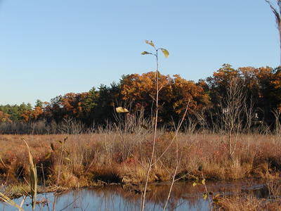 Bennetts Brook in Fall #2