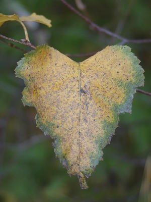 Heart shaped leaf