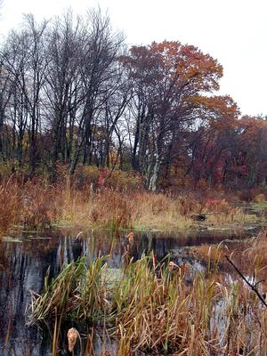 Fall in Littleton #5