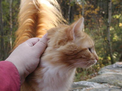 You are in a manditory petting zone