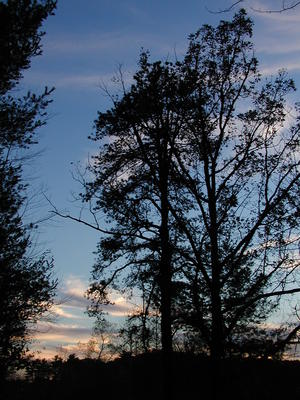 Tree and clouds