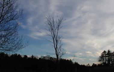 Tree and clouds