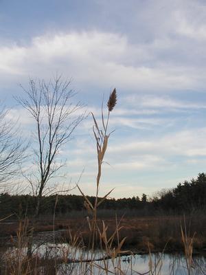Fall on Spectacle Pond