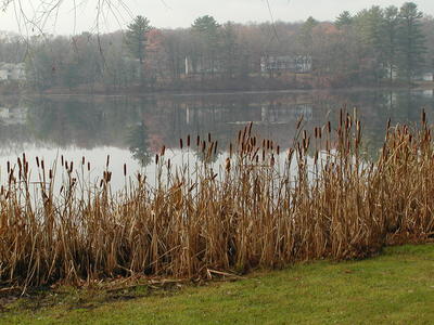 Cattails