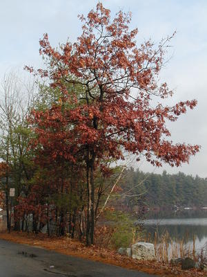 Fall tree