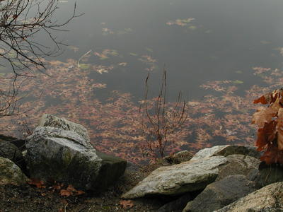 The leaves have fallen