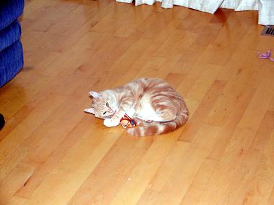 Abba inspects the new cat toy #2