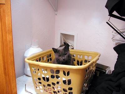 Purrgatory in a basket