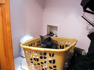 Purrgatory in a basket #2