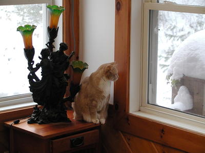 I sometimes wish I was an outdoor cat