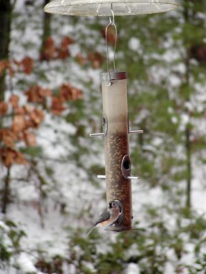 Bird at feeder
