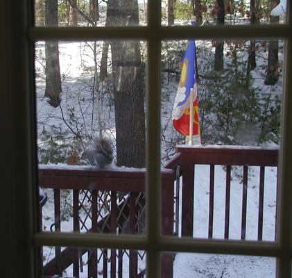 Squirrel through the window