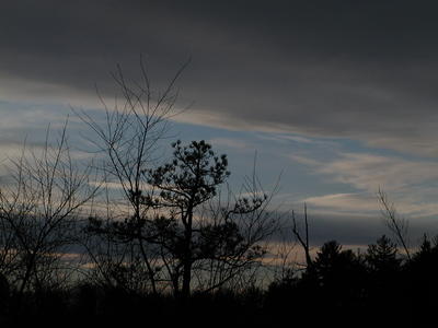 Tree and clouds
