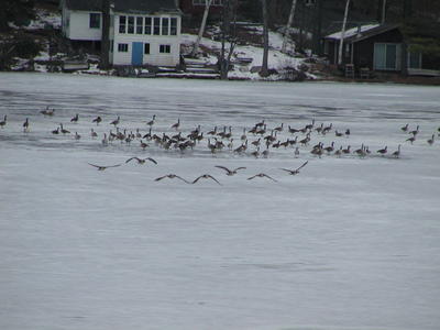 Geese takeoff #2