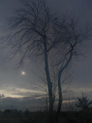 Foggy tree