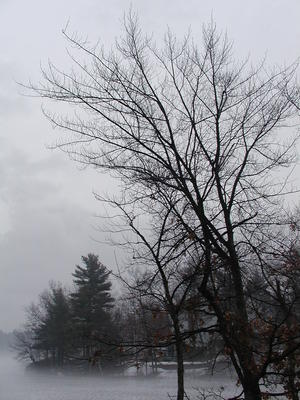 Foggy trees