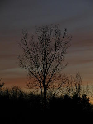 Sunset tree