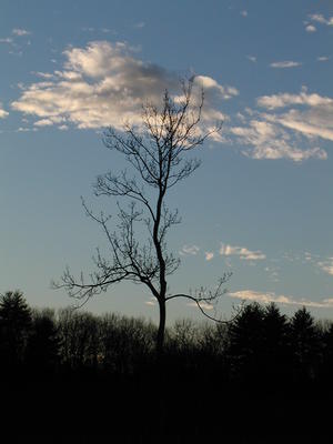 Tree and clouds #4